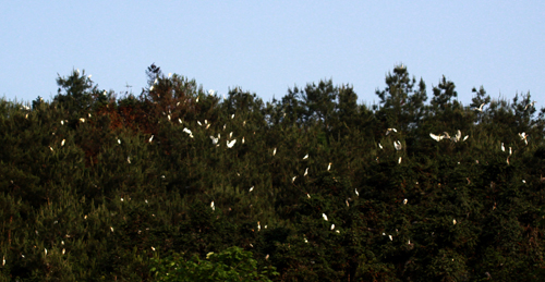 丹江口庫區(qū)成“鷺鳥天堂”