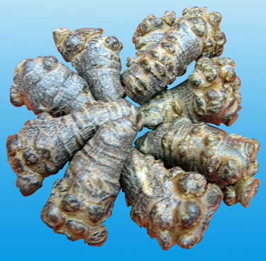 云南三七疑遭炒作致價格暴漲驚動發改委