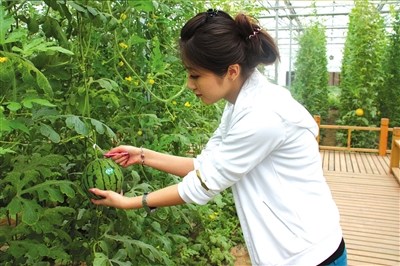 北京采摘季 鮮果正當時(組圖)