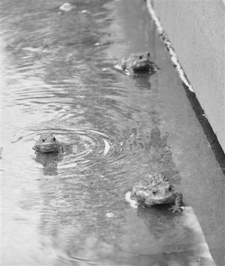 牡丹江大慶兩地蟾蜍大遷移 地震局稱無異常