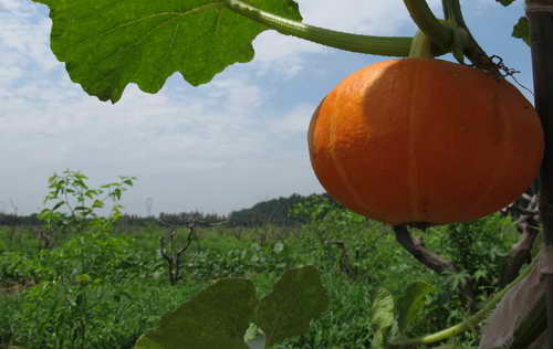 中國日報捐助“太陽村” 溫暖特殊兒童（組圖）