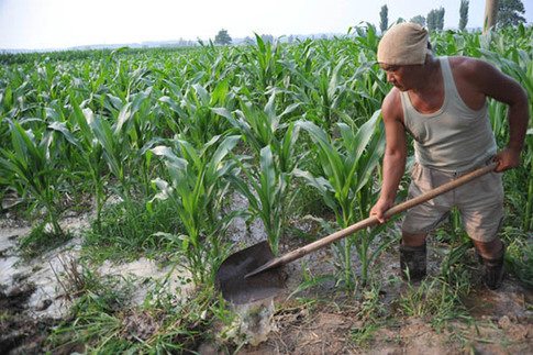 山西運城：農(nóng)民高溫抗旱忙
