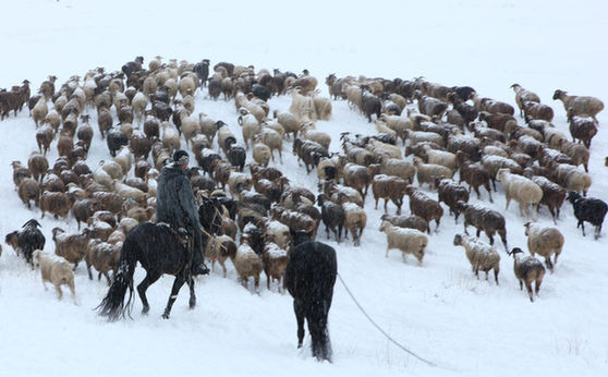新疆哈密北部草原普降中雪