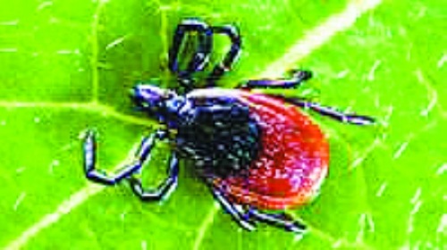 衛(wèi)生部發(fā)布“蜱的特點(diǎn)及預(yù)防控制知識(shí)”