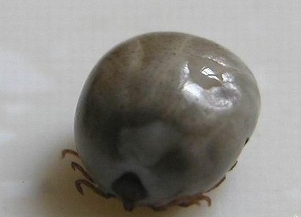 衛(wèi)生部發(fā)布“蜱的特點(diǎn)及預(yù)防控制知識(shí)”