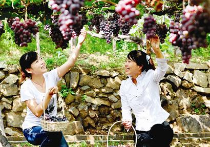 清徐的葡萄熟了