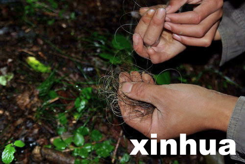 中國專家擬重新啟動神農架“野人”科學考察