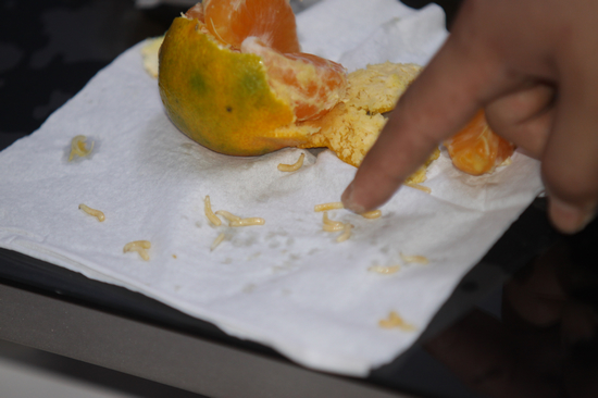 誰動了咱的柑橘：蛆從何而來 百姓不必談橘色變