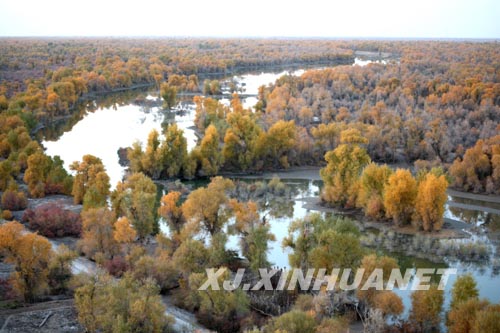 新疆塔里木河147萬畝的天然胡楊林秋色美景無限
