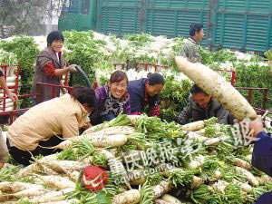 記者追蹤蘿卜8小時(shí)：出土價(jià)9角 上市賣3元(圖)