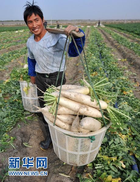 蘿卜的“漲價路”