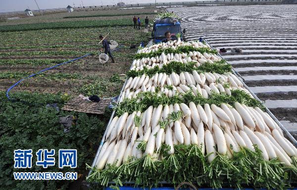 蘿卜的“漲價路”