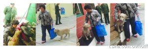 上海火災現場忠心小狗不吃不喝等主人出現