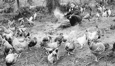 我國(guó)養(yǎng)殖業(yè)存在抗生素濫用 吃肉恐吃下