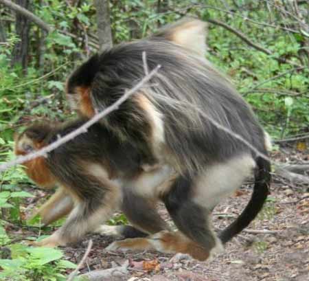 神農架首次發現金絲猴有同性戀現象