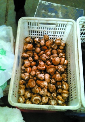 北京“漂白蘑菇”事件追蹤：小實驗為何引發(fā)大爭議