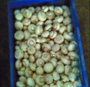 北京“漂白蘑菇”事件追蹤：小實驗為何引發(fā)大爭議