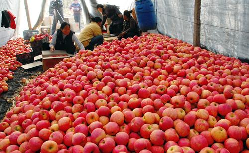 高價蘋果調查：三大因素是推手