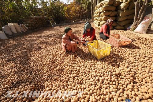 特色林果業成為新疆農區致富新路