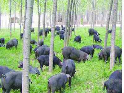 無錫現160元1斤天價豬肉 聽音樂喝山泉長大