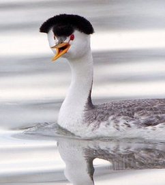 披頭士經(jīng)典發(fā)型再現(xiàn) 攝影師抓拍“怒發(fā)沖冠”