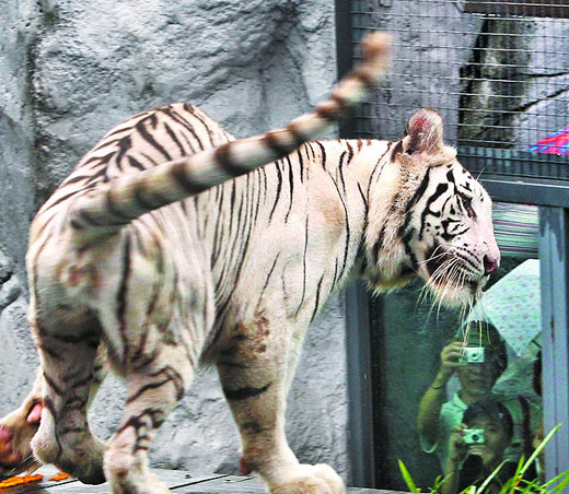 大陸贈(zèng)臺(tái)白老虎迎客受熱捧 3200人冒雨?duì)幎?圖)