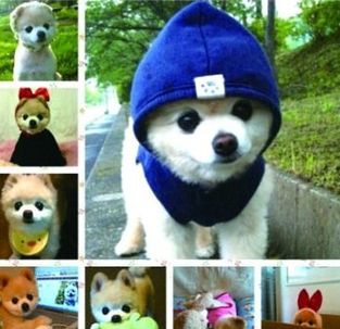 8月網上誰最紅：藍精靈、小俊介還有HOLD姐