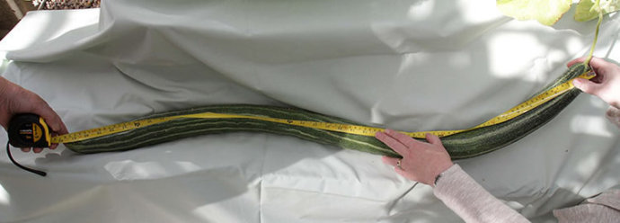 超乎尋常的巨型蔬菜