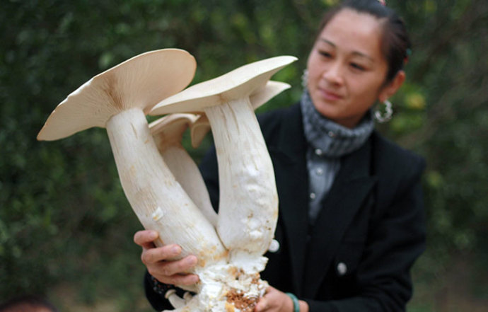 超乎尋常的巨型蔬菜