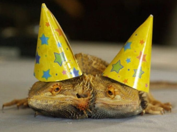 太神奇了！雙頭動物大盤點