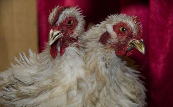 太神奇了！雙頭動(dòng)物大盤點(diǎn)