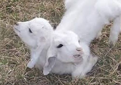 太神奇了！雙頭動物大盤點