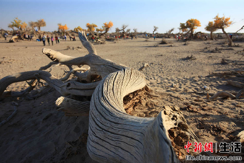 盤點國內十大“秋色”