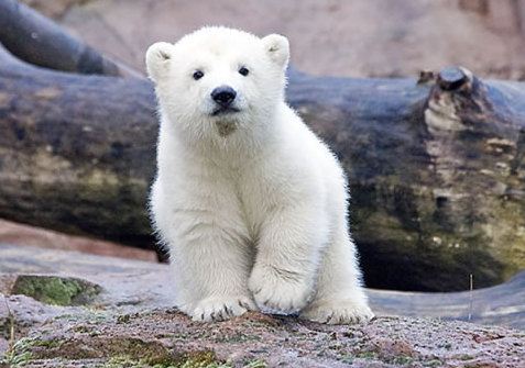 動物小了才可愛！超級萌的小動物