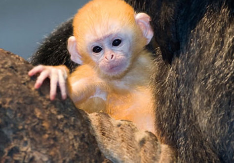 動(dòng)物小了才可愛！超級(jí)萌的小動(dòng)物