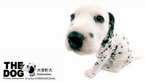 動物小了才可愛！超級萌的小動物