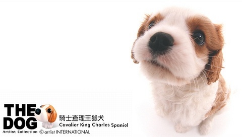 動物小了才可愛！超級萌的小動物