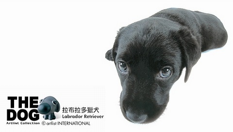 動物小了才可愛！超級萌的小動物