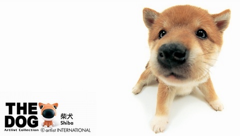 動物小了才可愛！超級萌的小動物