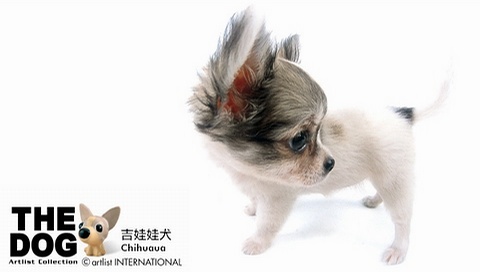 動(dòng)物小了才可愛！超級萌的小動(dòng)物