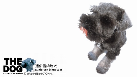 動物小了才可愛！超級萌的小動物