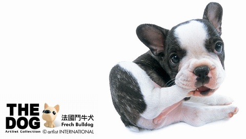 動物小了才可愛！超級萌的小動物