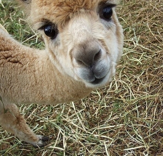 小動物最萌瞬間