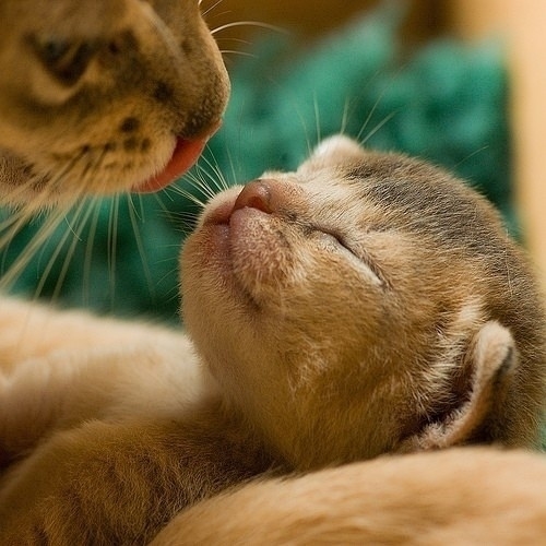 小動物最萌瞬間