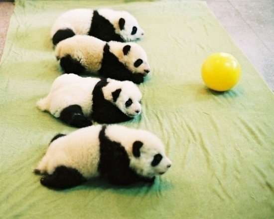 小動物最萌瞬間