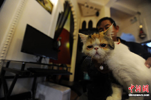 “貓吧”亮相昆明 21只世界名貓陪顧客喝咖啡