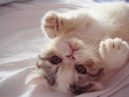 心情不好時(shí)看看這些趣圖吧