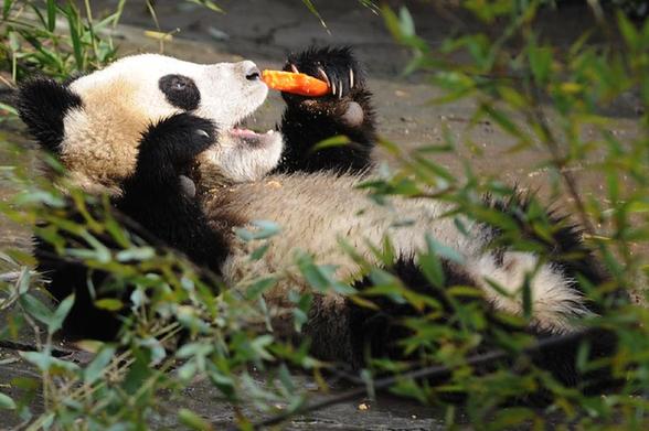 熊貓幼兒園里的幸福生活