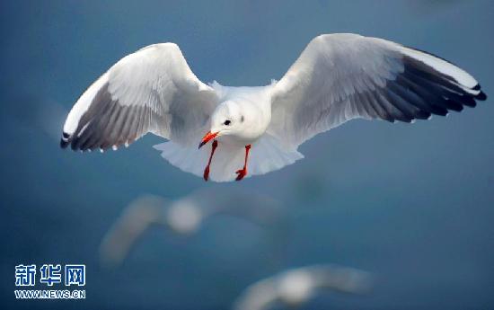 遷徙的鳥 飛行的姿態