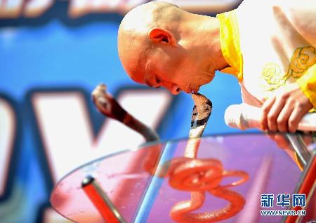 “亞洲蛇王”與蛇共舞